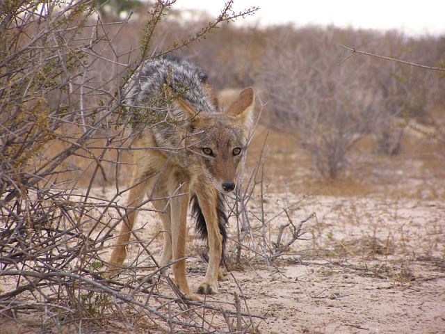 Kalahari Gemsbok NP: Jackal